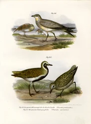 Rotflügel-Brachschwalbe, 1864